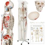 Menschliches Skelett Anatomie Modell mit Muskel_22