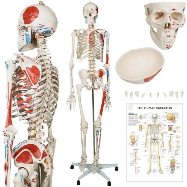 Menschliches Skelett Anatomie Modell mit Muskel