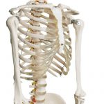 Menschliches Skelett Anatomie Modell_10