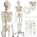 Menschliches Skelett Anatomie Modell_22