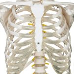 Menschliches Skelett Anatomie Modell_6